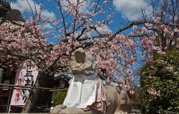 虚空蔵山の法輪寺 駒虎と寒桜（カンザクラ） 十三まいり 嵐山