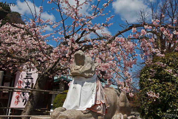 虚空蔵山の法輪寺 駒虎と寒桜（カンザクラ） 十三まいり 嵐山