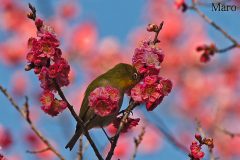 歸田賦と萬葉集 梅花にメジロ ウメにメジロ 京都の野鳥