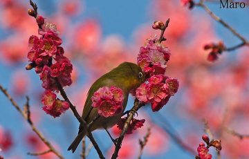 歸田賦と萬葉集 梅花にメジロ ウメにメジロ 京都の野鳥