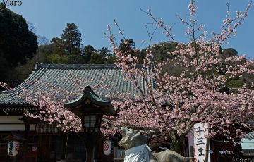 法輪寺の虎（トラ） 2022年の寅年に向けて