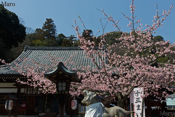 法輪寺の虎（トラ） 2022年の寅年に向けて