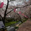 京都の桜 玉川の桜並木 綴喜郡井手町 2014年3月