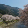 京都の桜 高野川（大原川）の桜並木と比叡山の北尾根 2014年4月