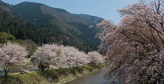 京都の桜 高野川（大原川）の桜並木と比叡山の北尾根 2014年4月