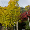蝉丸神社の紅葉、黄葉 イチョウの大木 滋賀県大津市 2014年11月