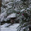 積雪する法然院の境内 山門とサザンカ（山茶花） 2015年1月2日の朝