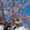 京都の桜 法輪寺（嵐山虚空蔵）のカンザクラ（寒桜）と駒虎 2015年3月