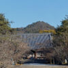 大内山 御室仁和寺 金堂越しに大内山？ を望む 2016年2月
