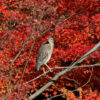 伏見稲荷 八島ヶ池の紅葉とホシゴイ（ゴイサギの幼鳥） 2009年12月