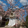 虚空蔵山の法輪寺 駒虎と寒桜（カンザクラ） 十三まいり 嵐山