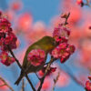 歸田賦と萬葉集 梅花にメジロ ウメにメジロ 京都の野鳥