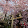 「京都の桜」 雨宝院の八重紅枝垂 満開 京都市上京区 2013年4月5日
