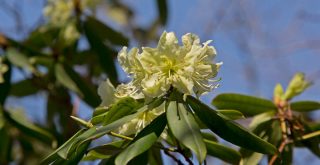 向山連山 四の山のヒカゲツツジの花 日陰躑躅 2013年4月
